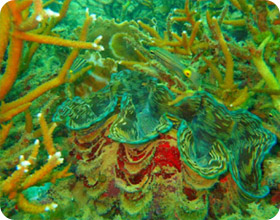 For All, 4 Days 3 Nights