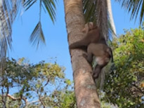 Things to Do & See : Ko Yao Yai