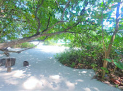 Bamboo Phi Phi and Camel Rock